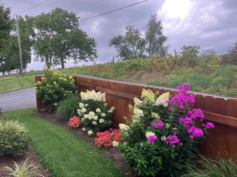 Hydrangeas and pink phlox blooming along the wooden retaining-wall garden