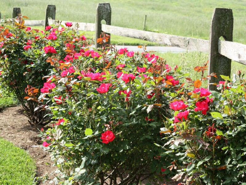 Bright pink roses blooming along the split-rail fence at the edge of the property